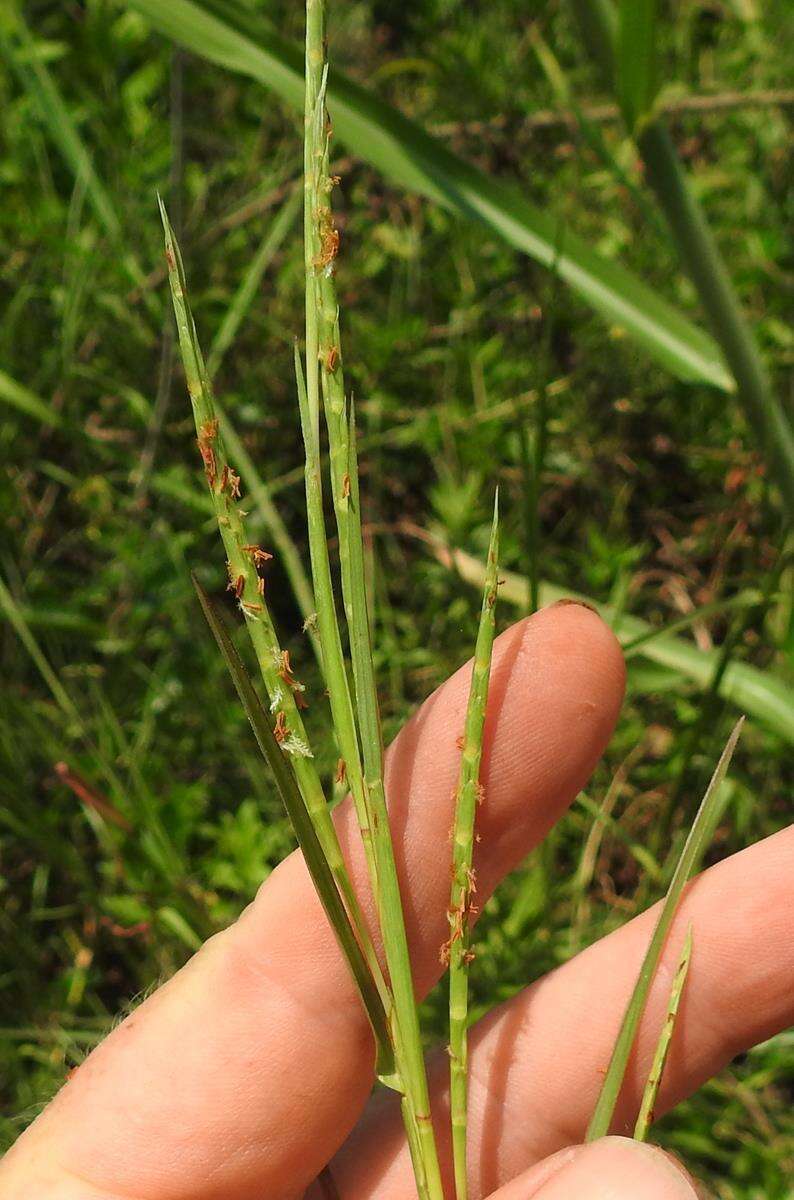 Plancia ëd Hemarthria altissima (Poir.) Stapf & C. E. Hubb.