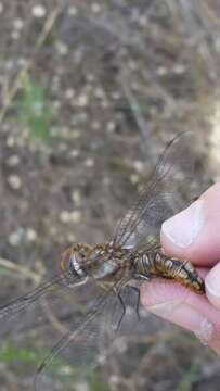 Image of Spot-winged Glider