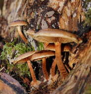 Pholiota communis (Cleland & Cheel) Grgur. 1997 resmi