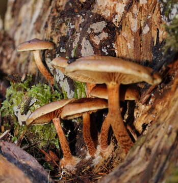 Image de Pholiota communis (Cleland & Cheel) Grgur. 1997