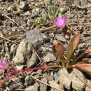 Lewisia stebbinsii Gankin & Hildreth resmi