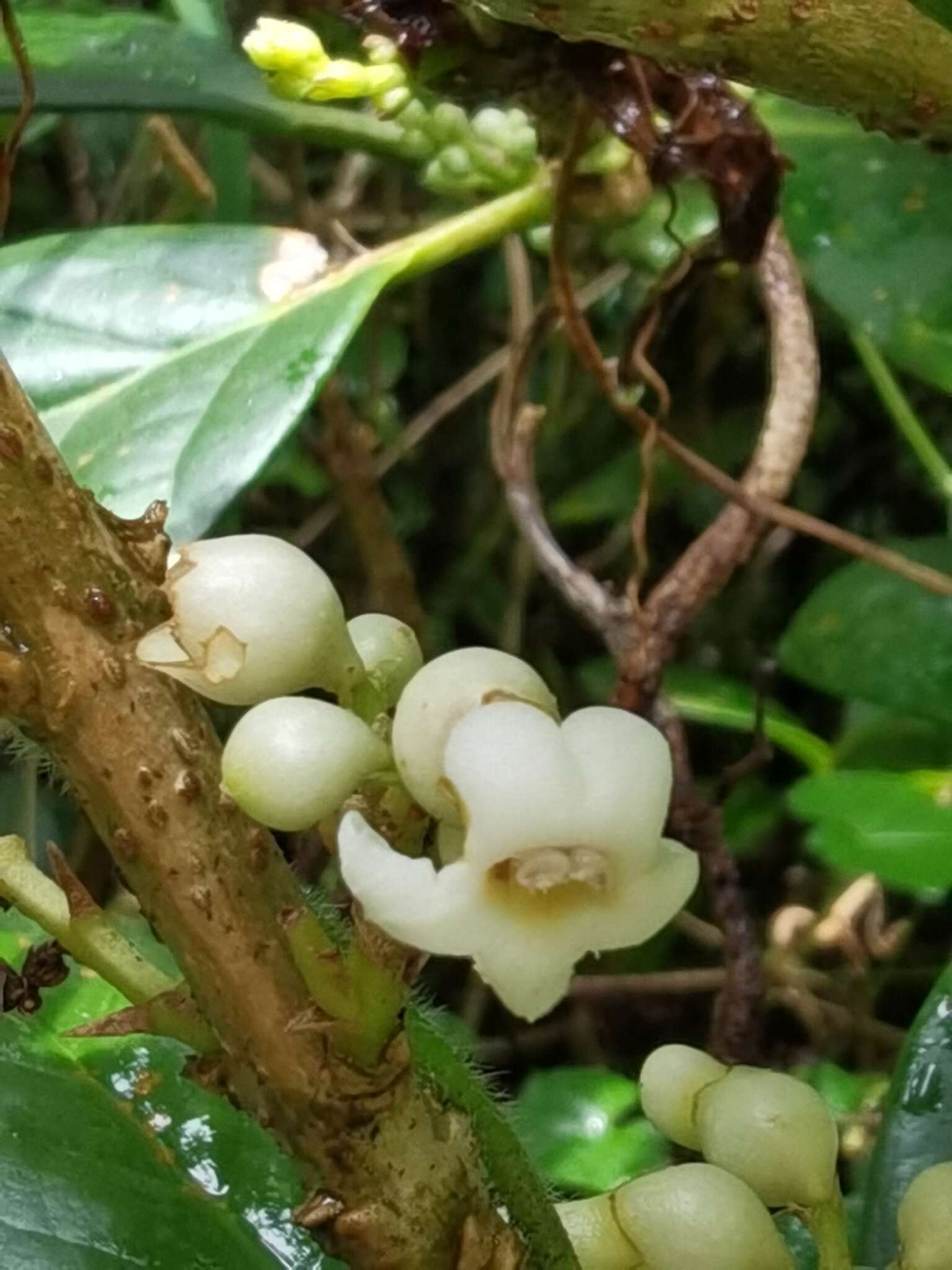 Image of Schlegelia parviflora (Oerst.) Monach.