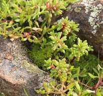 Image of sand pygmyweed