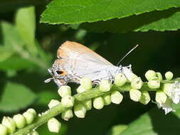 Image of Hypolycaena erylus teatus Fruhstorfer 1912