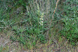 Image of sulphur lupine