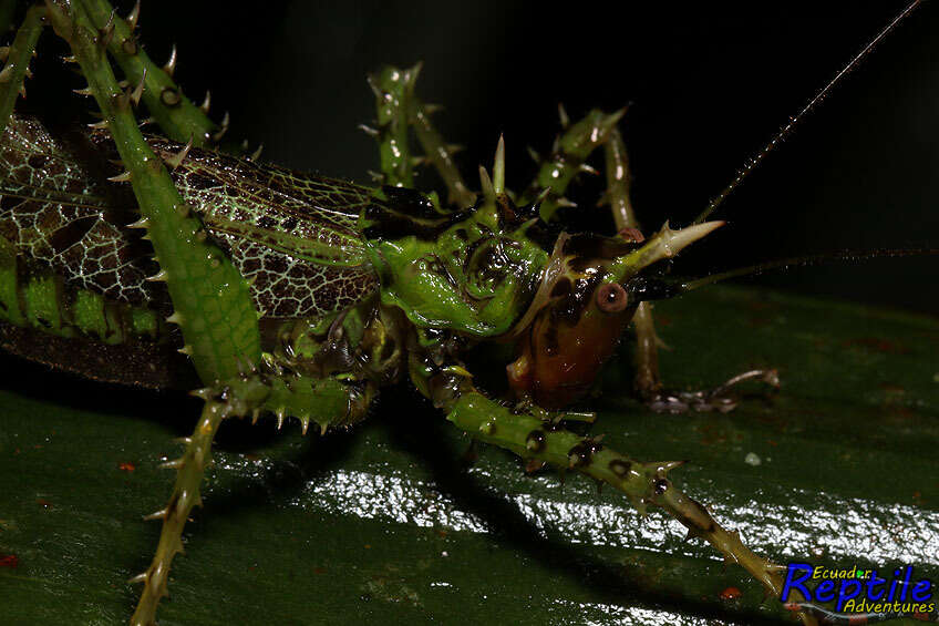 Image of Panacanthus varius Walker & F. 1869