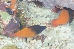 Image of Black-headed Leatherjacket