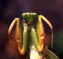 Image of African mantis