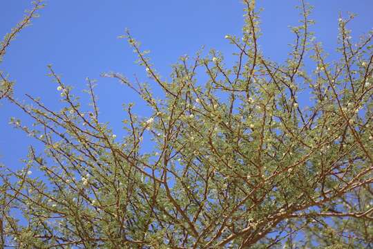 Vachellia tortilis subsp. raddiana (Savi) Kyal. & Boatwr.的圖片