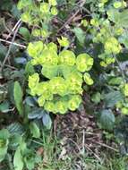 Sivun Euphorbia amygdaloides subsp. robbiae (Turrill) Stace kuva