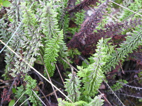 Image of Cheilanthes mathewsii Kunze