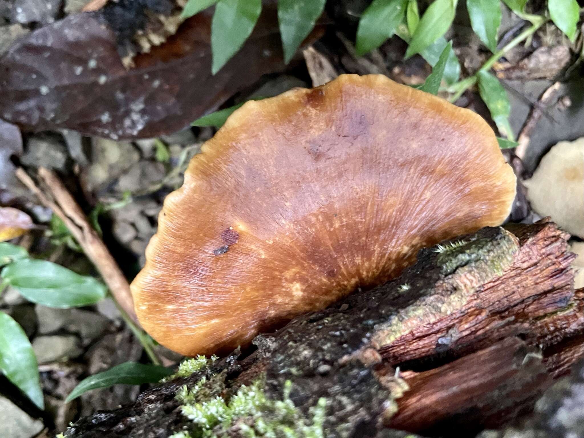 Favolus grammocephalus (Berk.) Imazeki 1943 resmi