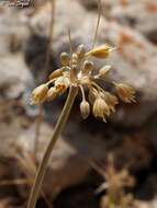 Image of Allium pseudostamineum Kollmann & Shmida