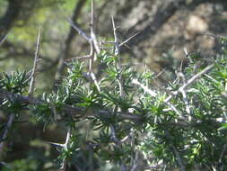 Image of Aspalathus acuminata subsp. pungens (Thunb.) R. Dahlgren