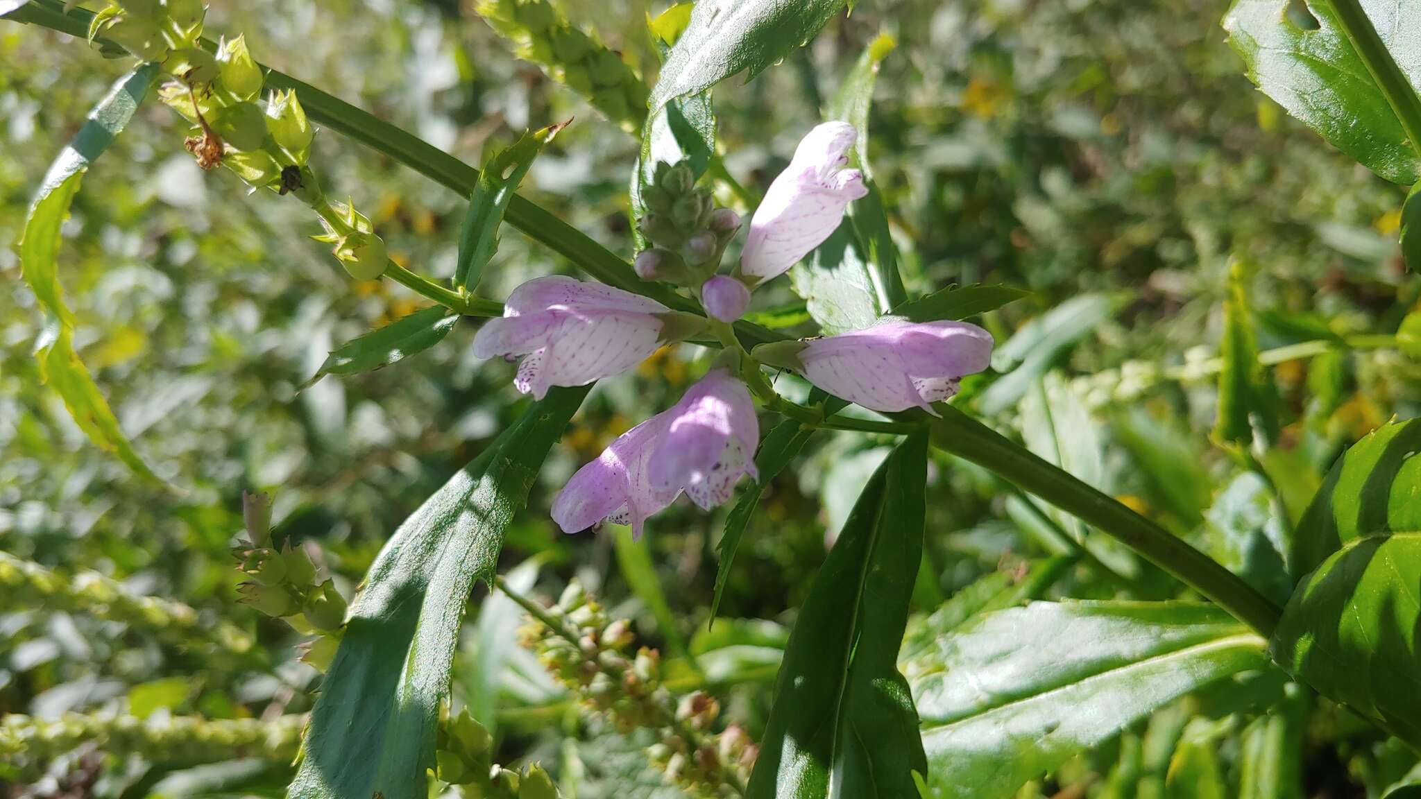 Image of Physostegia virginiana var. speciosa (Sweet) A. Gray