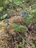 Mertensia longiflora Greene resmi