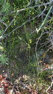 Image of Triglochin bulbosa subsp. bulbosa