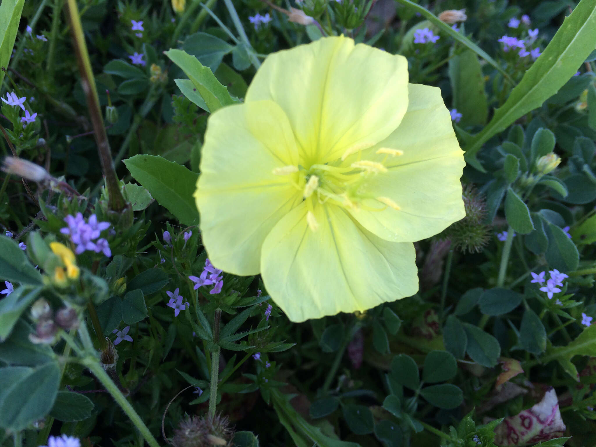 Image of Evening primrose