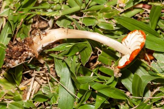 Imagem de Marasmius vagus