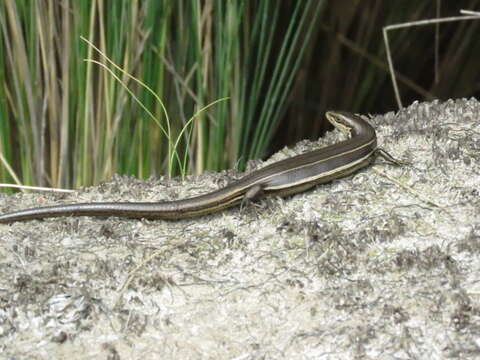 Image of Rawlinson's Window-eyed Skink