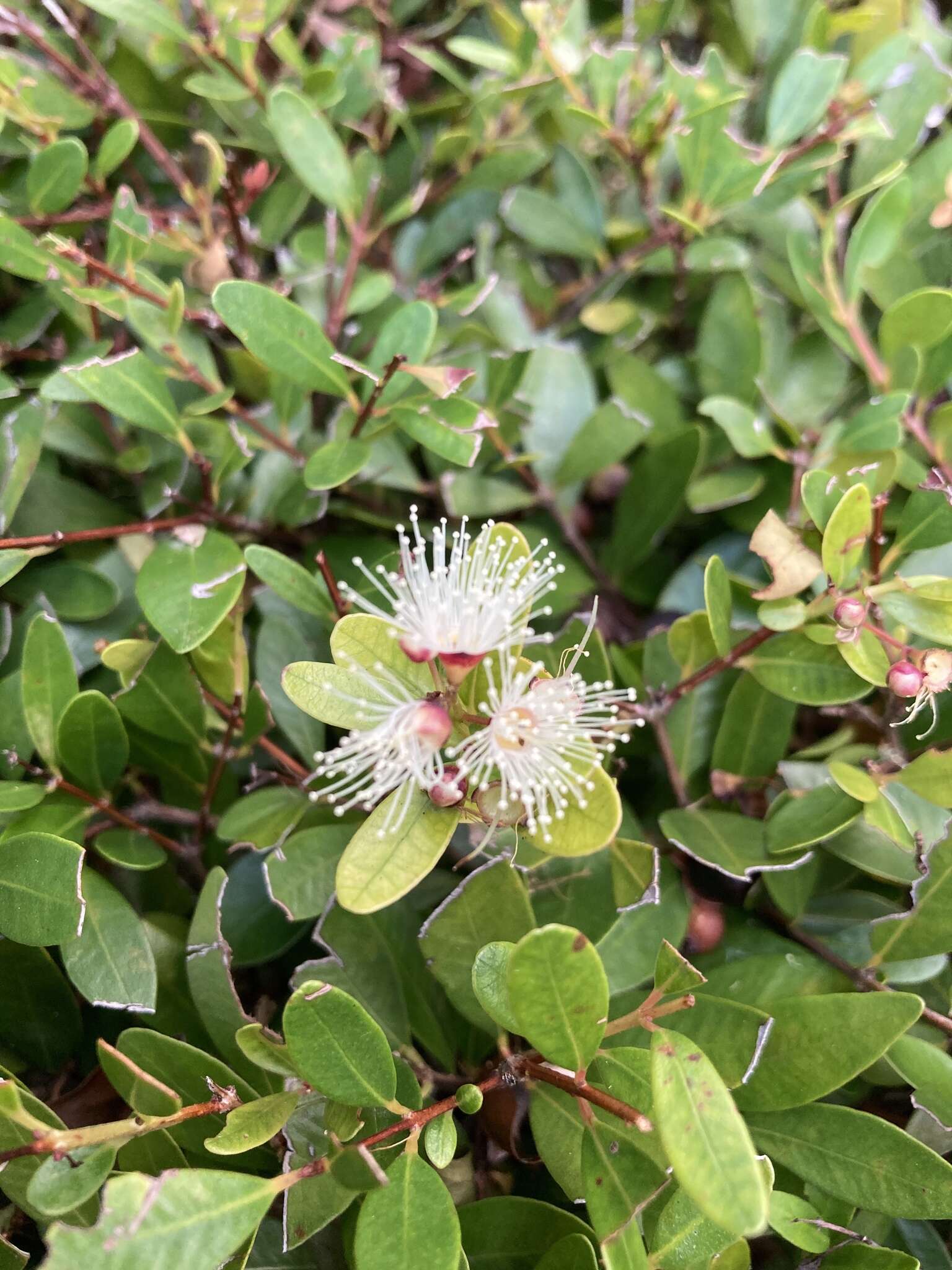 Image of Syzygium buxifolium Hook. & Arn.