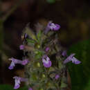 Image of Achyrospermum densiflorum Blume