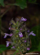 Image of Achyrospermum densiflorum Blume