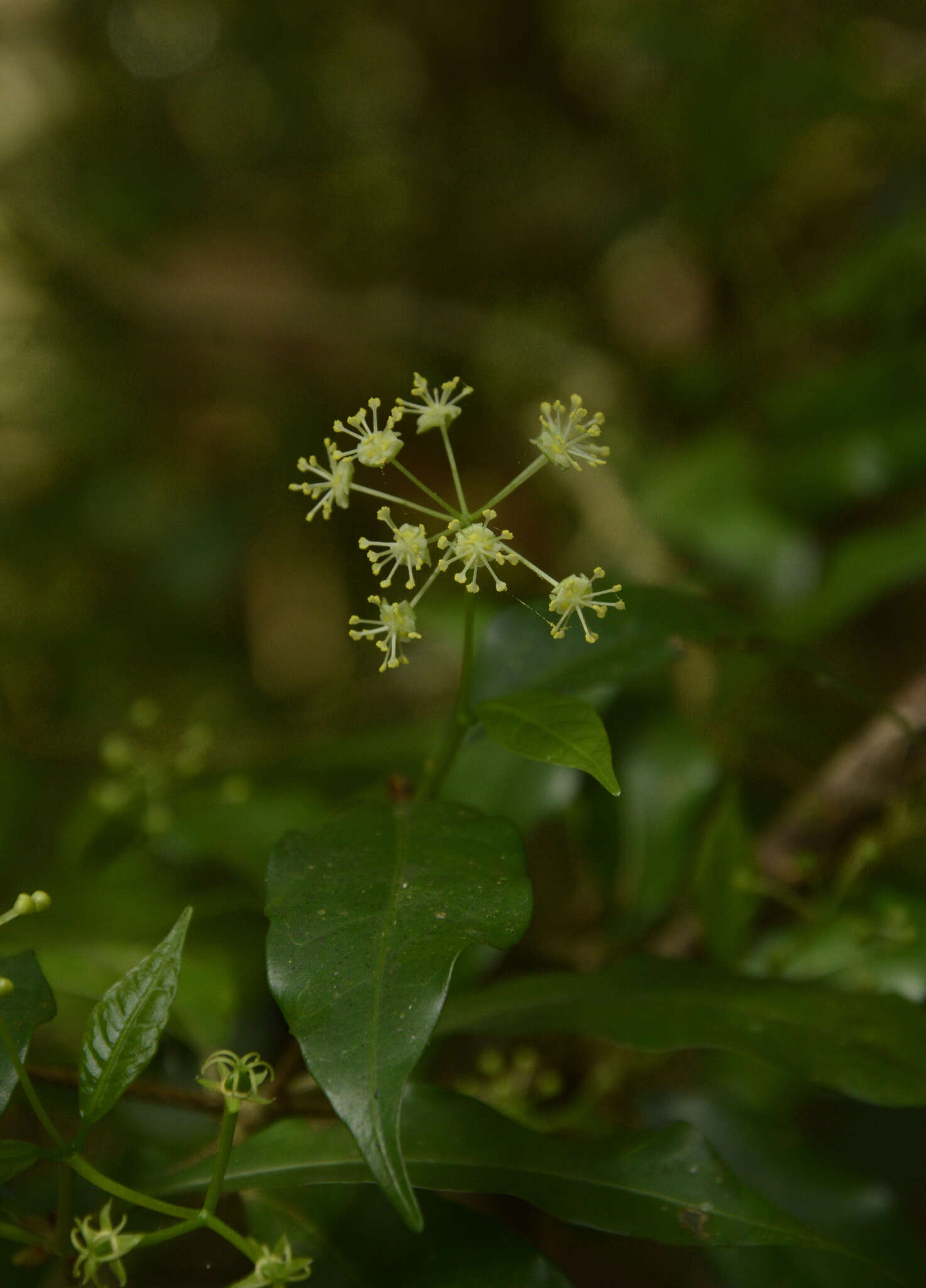 Image of Blachia umbellata (Willd.) Baill.