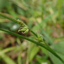 Image of Carex jackiana var. macroglossa (Franch. & Sav.) Kük.