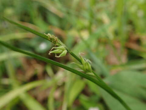 Image of Carex jackiana Boott