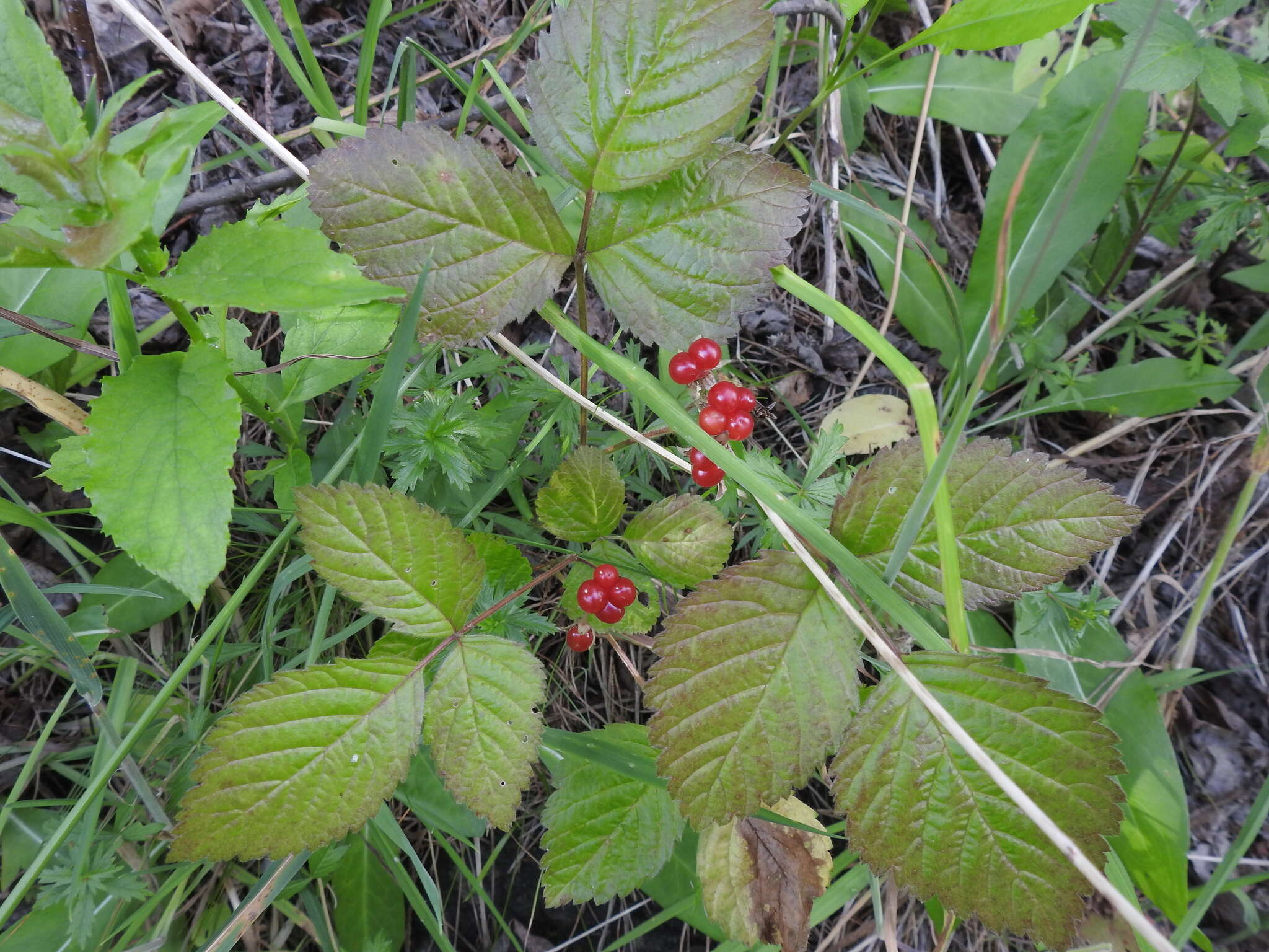 Image of Stone Bramble