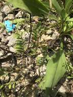 صورة Astragalus bibullatus Barneby & E. L. Bridges