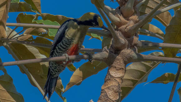 Image of Golden-naped Woodpecker