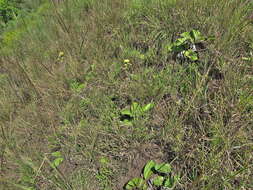 Sivun Berkheya rhapontica subsp. rhapontica kuva