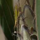 Image of Cape Thermometer Cricket