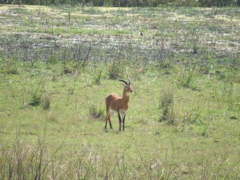 Image of Uganda Kob