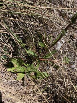 Image of Senecio adglacialis Cuatrec.