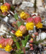 Image of Hermannia concinnifolia Verdoorn