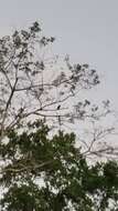 Image of Orange-breasted Falcon