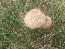 Image of Macrolepiota clelandii Grgur. 1997