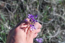 Image de Dipterostemon capitatus subsp. pauciflorus