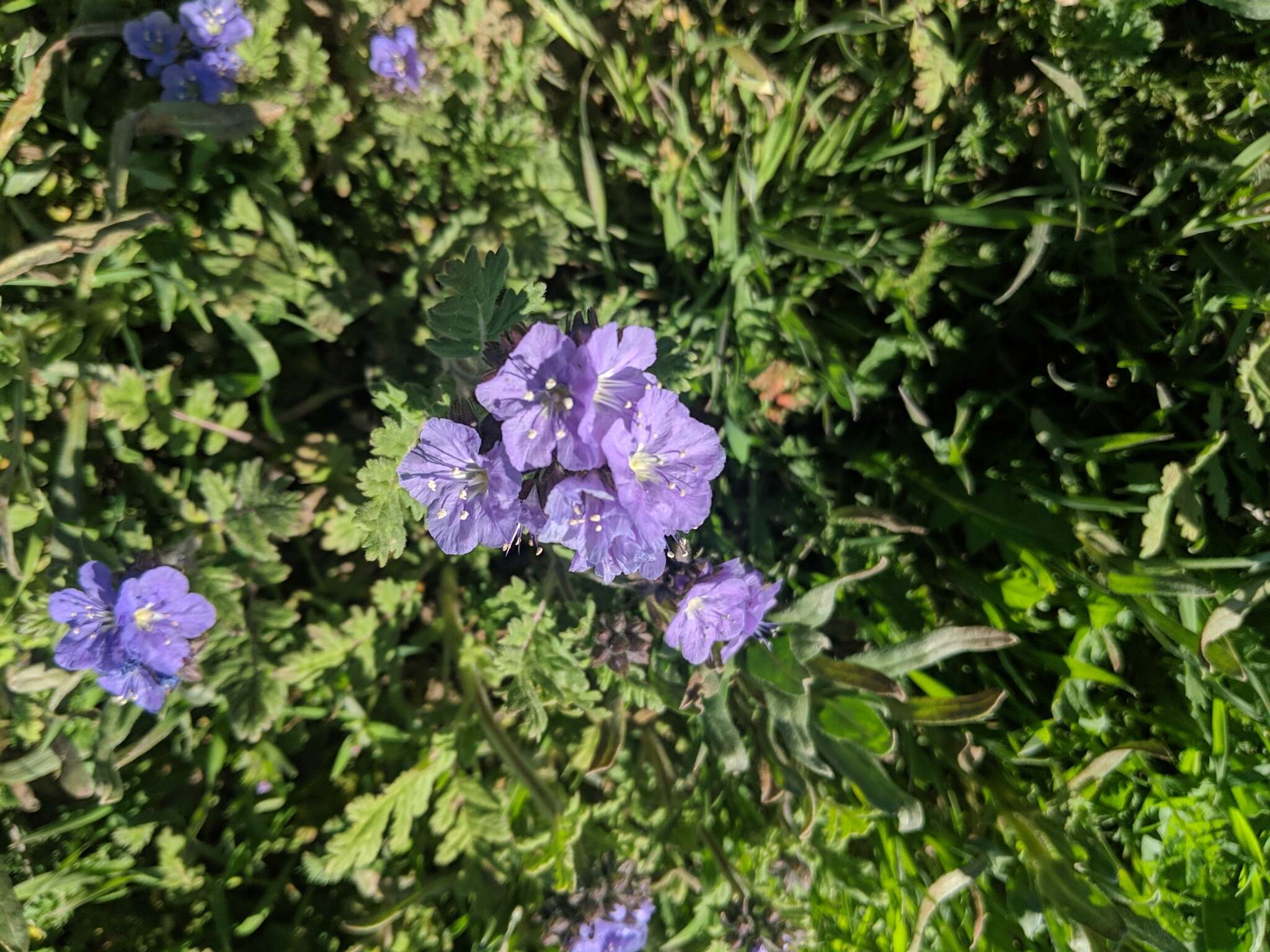 Phacelia ciliata Benth.的圖片