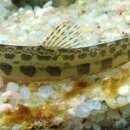Image of Alagon spined loach