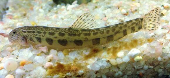 Image of Alagon spined loach