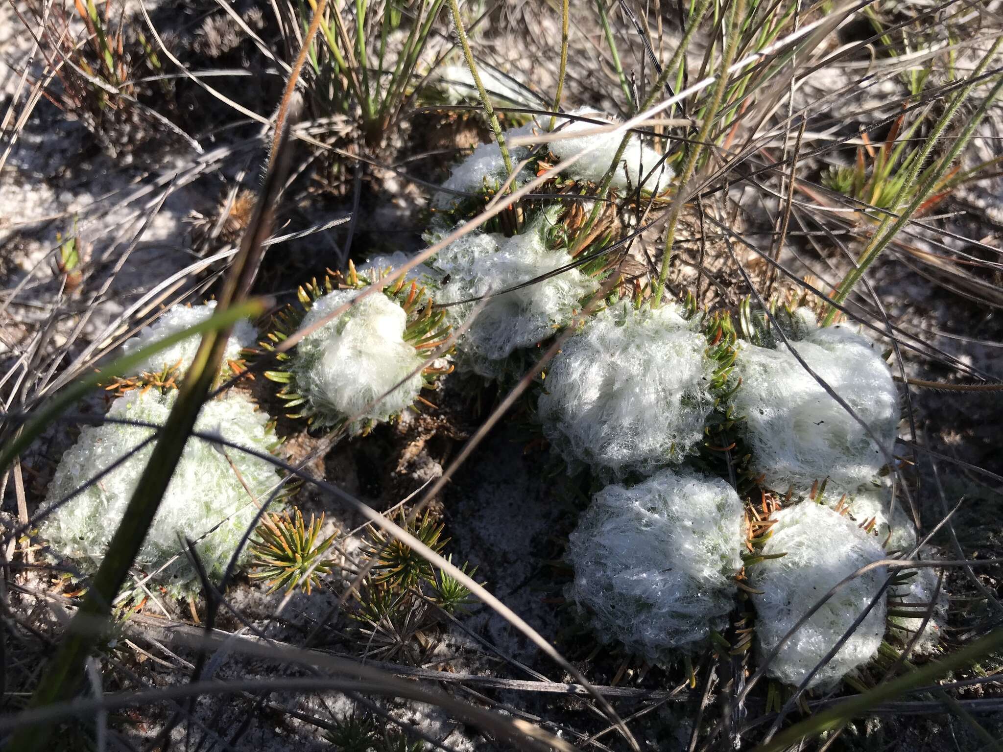 Imagem de Leiothrix curvifolia (Bong.) Ruhland