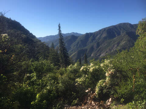 Image of Bristlecone Fir