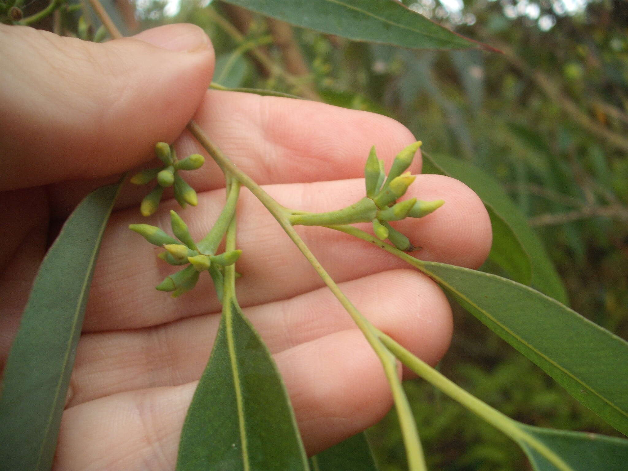 Image of Saligna Eucalyptus