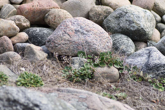 Image of Cochlearia anglica L.