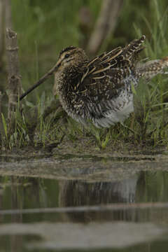 Gallinago nigripennis nigripennis Bonaparte 1839 resmi