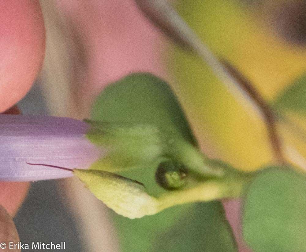 Image of Ipomoea sagittifolia Burm. fil.